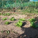 황토밥상 이미지