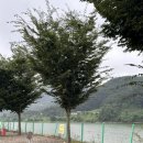 산호야관광농원 | 구미 저수지뷰캠핑장::산호야관광농원::애견동반가능,대구근교 매너타임없어요~!