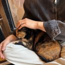 세븐일레븐 청주아이리스점 | [운리단길] 청주 이색데이트 | 애니멀 공화국 유기묘 고양이카페, 미스테리움 마술공연