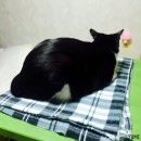 까망꼬망