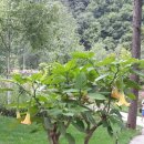 고요정원 이미지