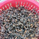 헛개열매~🍒완료 이미지