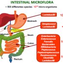 건강식품연구원 이미지