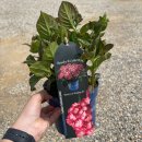 라니 플랜츠