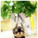 샤이나(SHAINA) 이미지