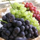 리본동물병원 이미지