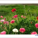 태화목장 이미지