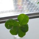 리스타트 안경 이미지