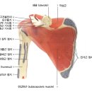 [인체모형] 견갑골 - 근육 이미지