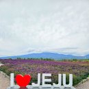 한림농장 | 제주도 자유여행 3일차 서귀포 놀거리 제주 한림 숙소