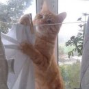 착한 고양이 이미지