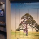 솔향공원 소나무전시관 이미지