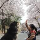 멍멍왈왈 이미지