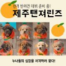 망토 두른 강아지 이미지