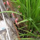 하성농장 이미지