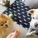 영심이살롱곰곰이호텔 네이버블로그