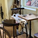 딸기애견 | '전포 카페그루빙' 애견동반카페 딸기 디저트 맛집 내돈내산 후기