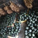 밤두둑농장 이미지