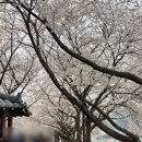 체계산 | 순창 여행 코스 추천 ｜ 전북 순창 가볼만한곳 강천힐링스파, 체계산 출렁다리