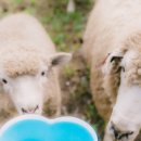 영화목장 이미지