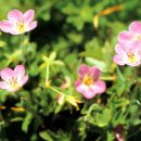 한라산천연보호구역 이미지