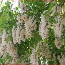 이영숙가게 이미지