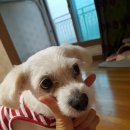 개언니네 이미지