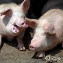 선양돼지 이미지