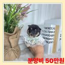 버디독 강아지분양 고양이분양 안심분양센터 광명점 이미지