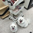 메모르드몽 이미지