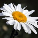 샤스타데이지(Shasta Daisy) ---------------- 나눔 5-1 이미지