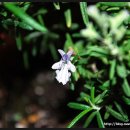 로즈마리 이미지