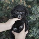 신도림동물병원 | 신도림강아지무료분양 토이푸들 안전하게