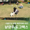 올앤굿즈 | 남양주 애견카페 도그맥스 서울근교 3000평 천연잔디 강아지운동장 후기