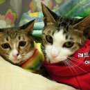 레드캣 이미지