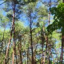 청도자연휴양림 이미지