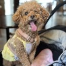 모치플레지르 이미지