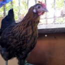 정종농장 이미지