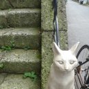 고양이 마을 이미지