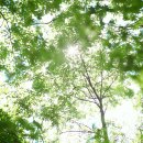 원동자연 휴양림 이미지