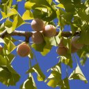 나무와열매사회적협동조합 | 화이트데이(3월 14일)에 숨겨진 특별한 이야기들 — 역사, 과학, 그리고 암호화폐까지