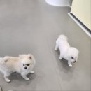 룰루랄라 댕치원 이미지