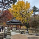 향교동작은도서관 | 창덕궁 후원(2025.3.19. 수)