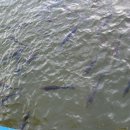 황포돛배매점 이미지