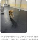 단대로16번길 | 성남애견호텔 고민 끝! 자유로운 케어의 성남애견유치원 멍스가든 후기