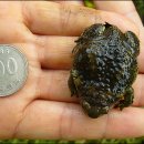 맹꽁이농장 이미지