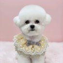 몽드리 | 의왕 애견미용 몽드리안 미니비숑미용 후기