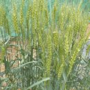 한뿌리농장 이미지