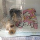 한솔동물병원 이미지