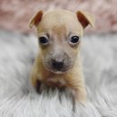 구암켄넬 이미지